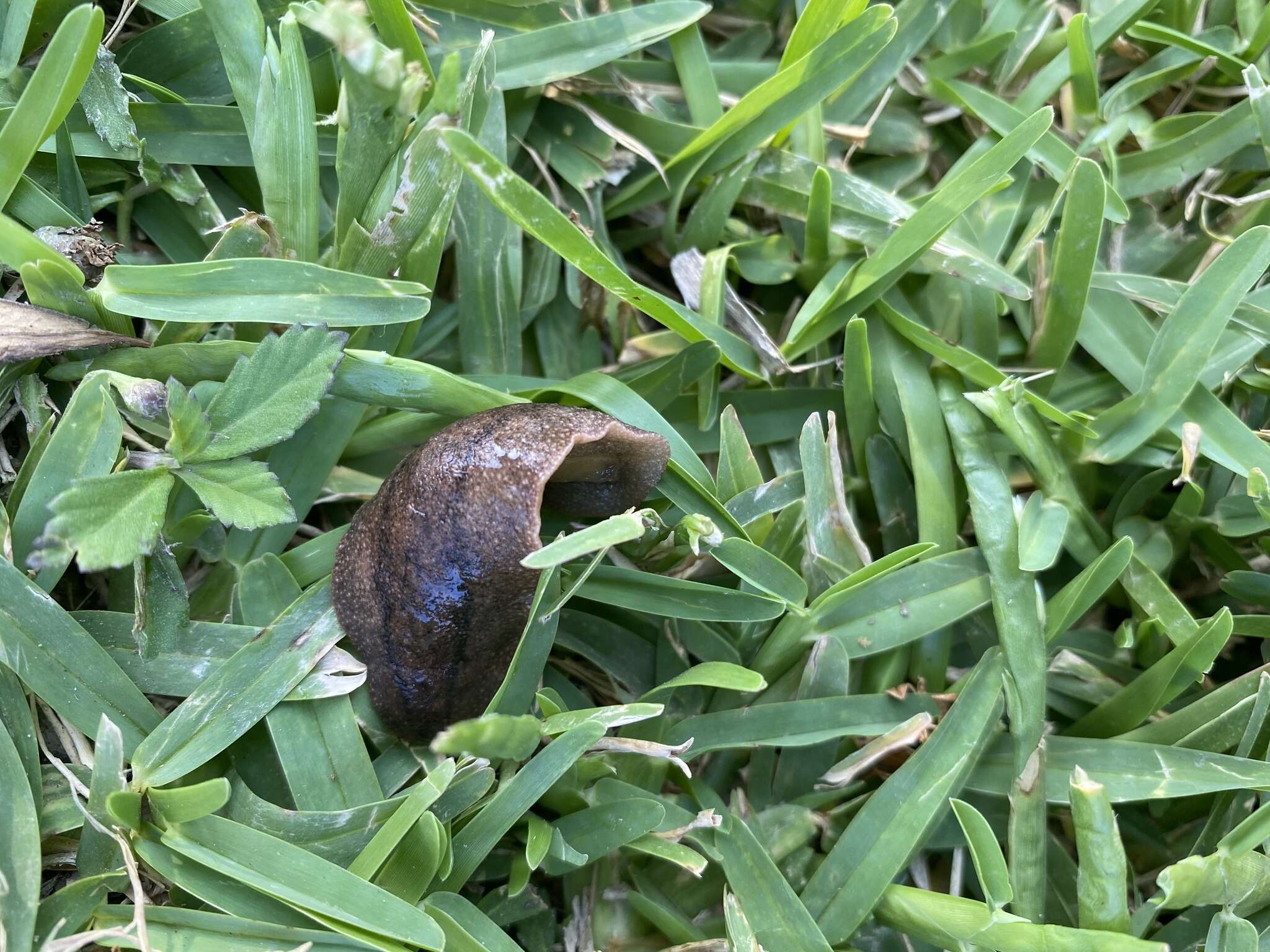 Image of Tan leatherleaf