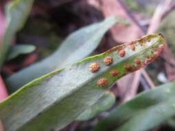 Image of Weeping Fern