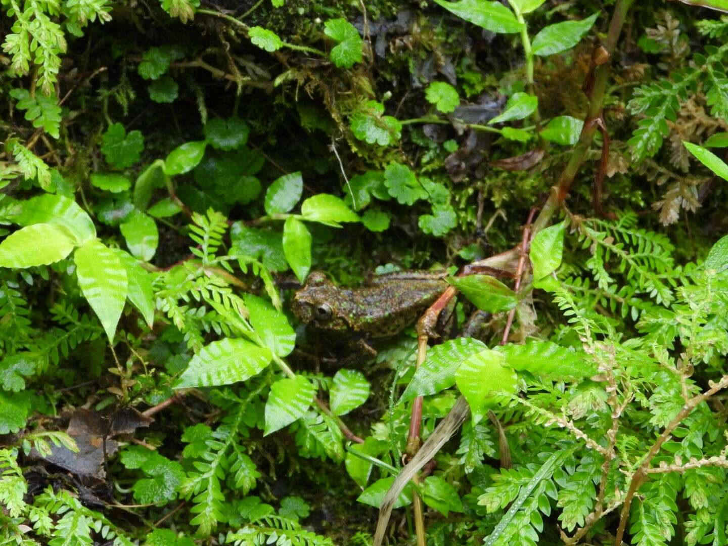 Image of Matuda’s Spikethumb Frog