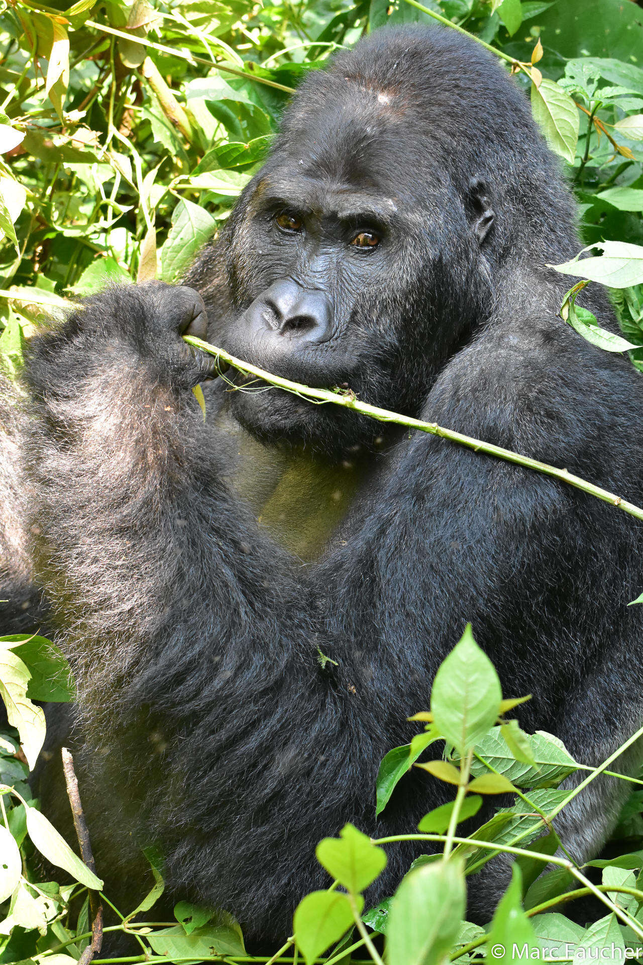 Sivun Gorilla beringei graueri Matschie 1914 kuva