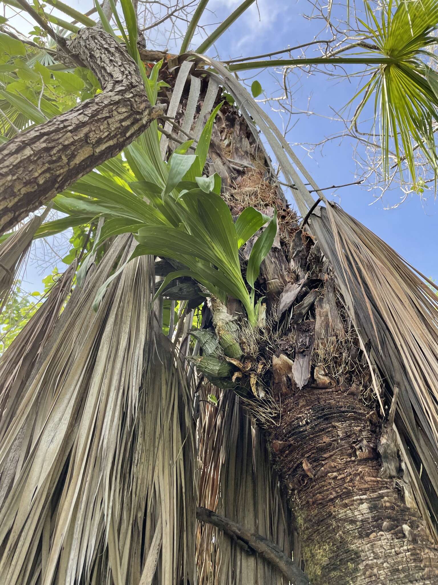 Image of Clowesia thylaciochila (Lem.) Dodson