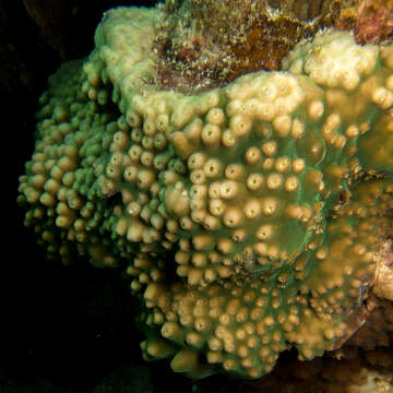 Image of Turbinaria coral