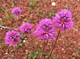 Image of Ptilotus helipteroides (F. Müll.) F. Müll.