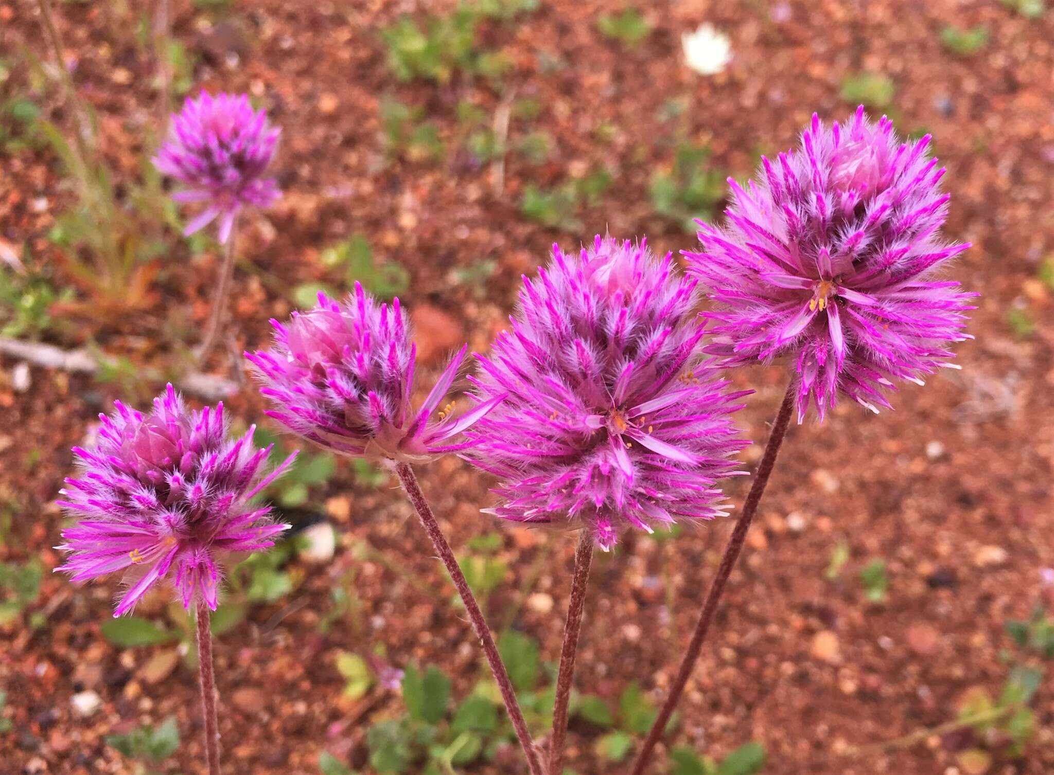 Image of Ptilotus helipteroides (F. Müll.) F. Müll.