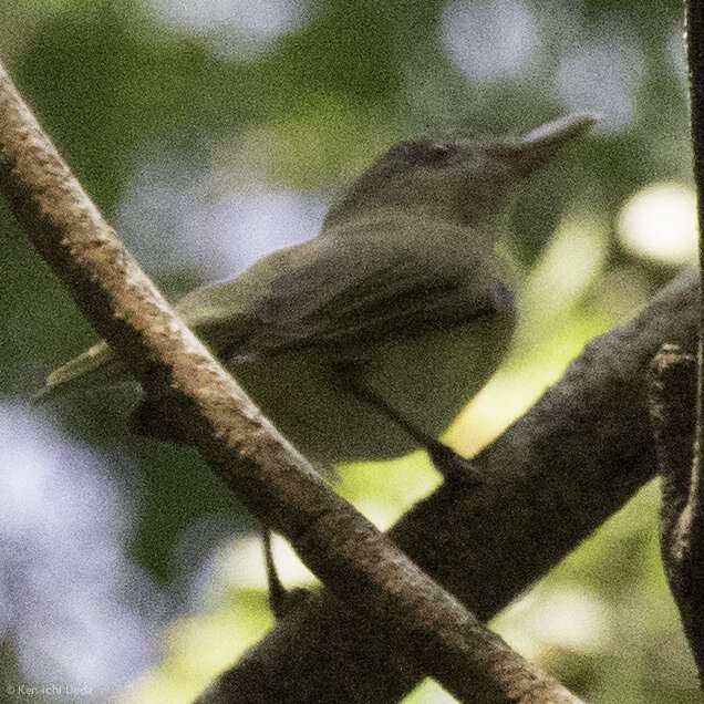 Слика од Vireo flavoviridis (Cassin 1851)