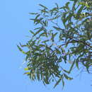 Image of Angophora leiocarpa (L. Johnson ex G. Leach) K. R. Thiele & P. Y. Ladiges