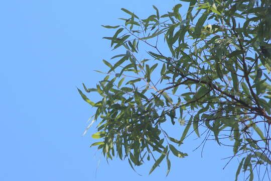 Angophora leiocarpa (L. Johnson ex G. Leach) K. R. Thiele & P. Y. Ladiges的圖片