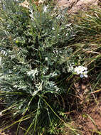 Image of silvery yarrow