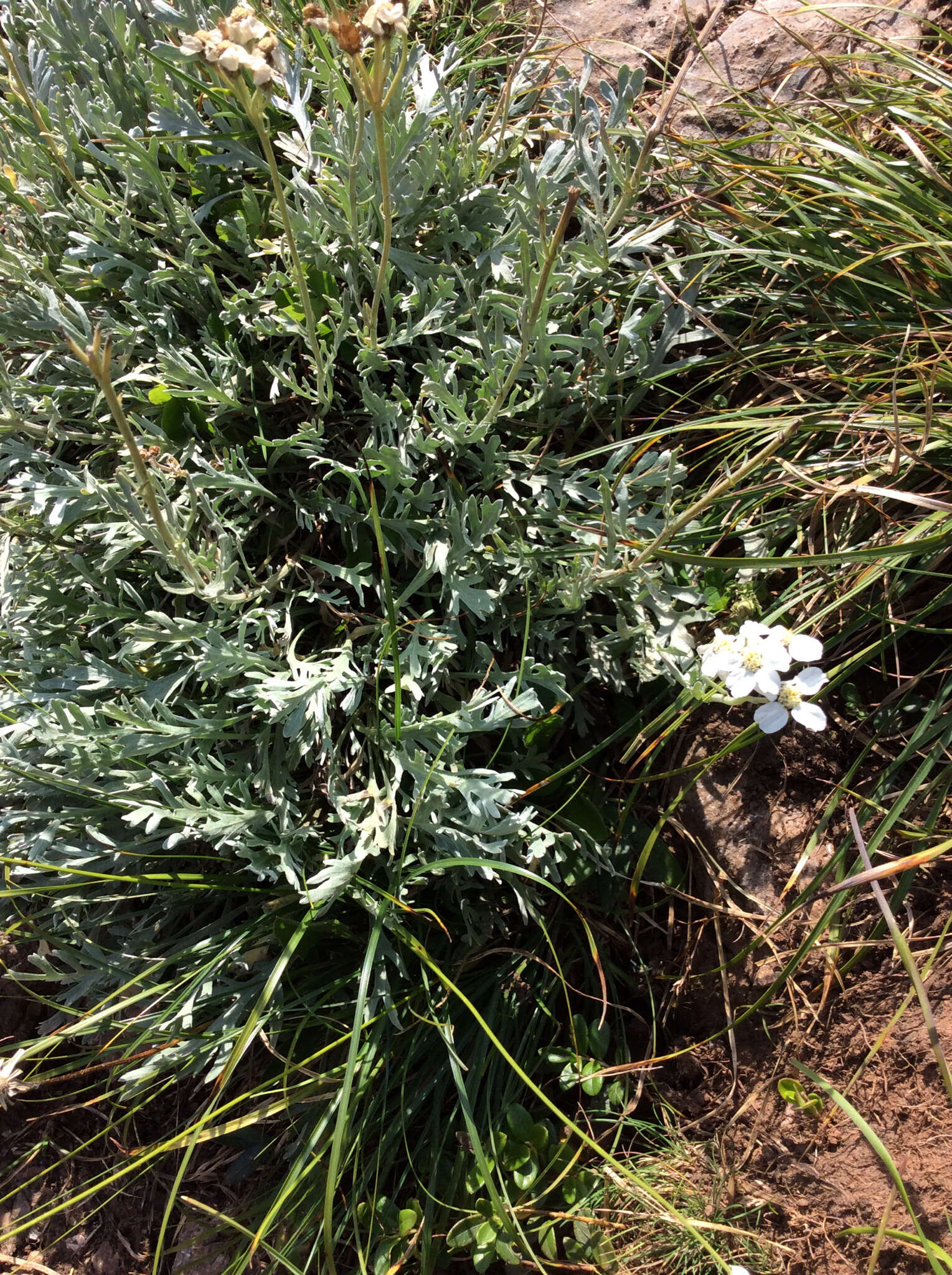 Achillea clavennae L. resmi