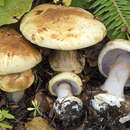 Image of Cortinarius catharinae Consiglio 1997