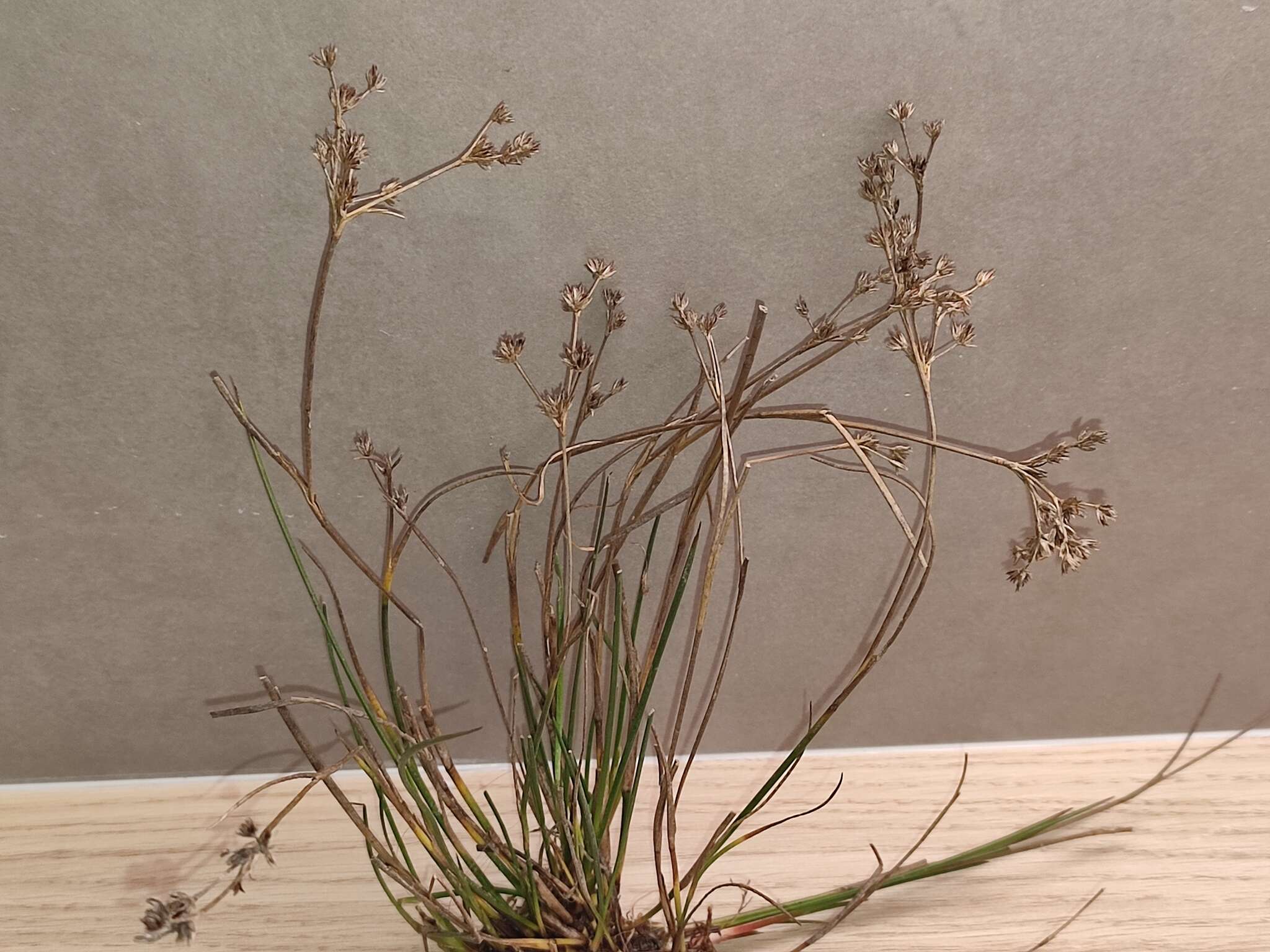 Image of Juncus striatus Schousboe ex E. H. F. Meyer