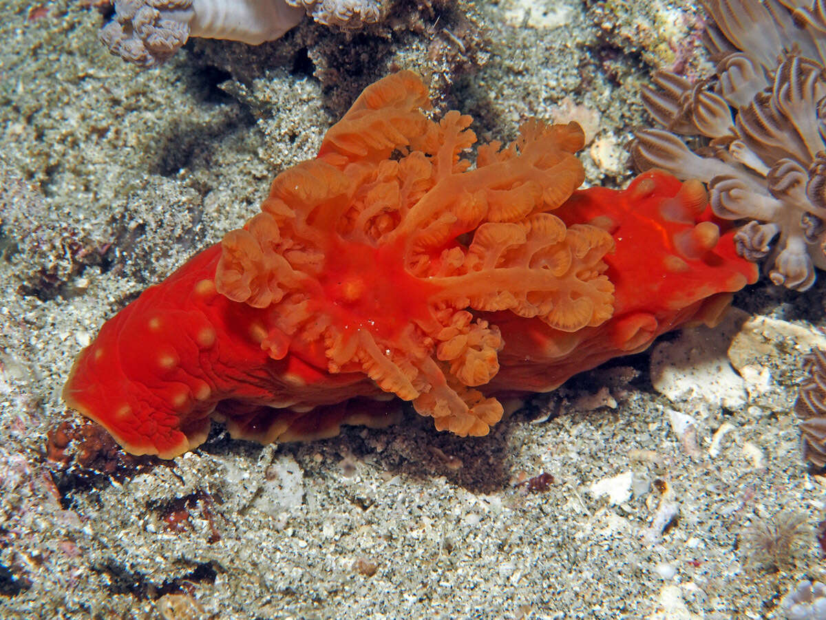 Image of Yellow spot fat red slug