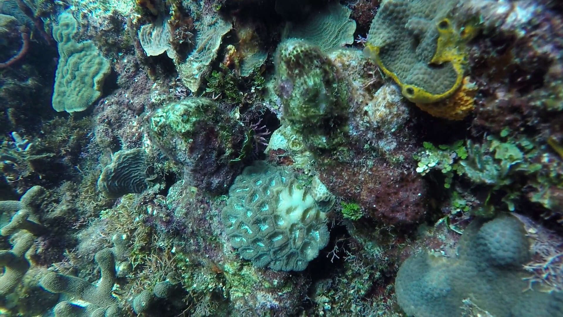 Image of Rough star coral
