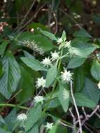 Image of clustered bushmint