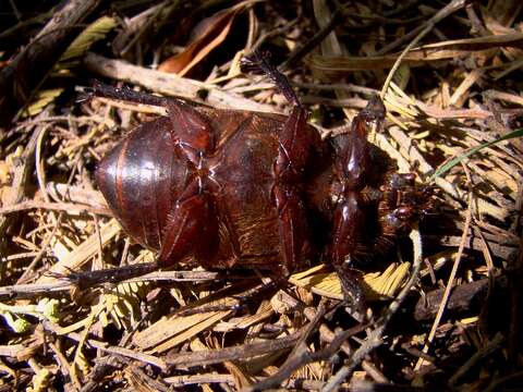 صورة Heterogomphus dilaticollis Burmeister 1847