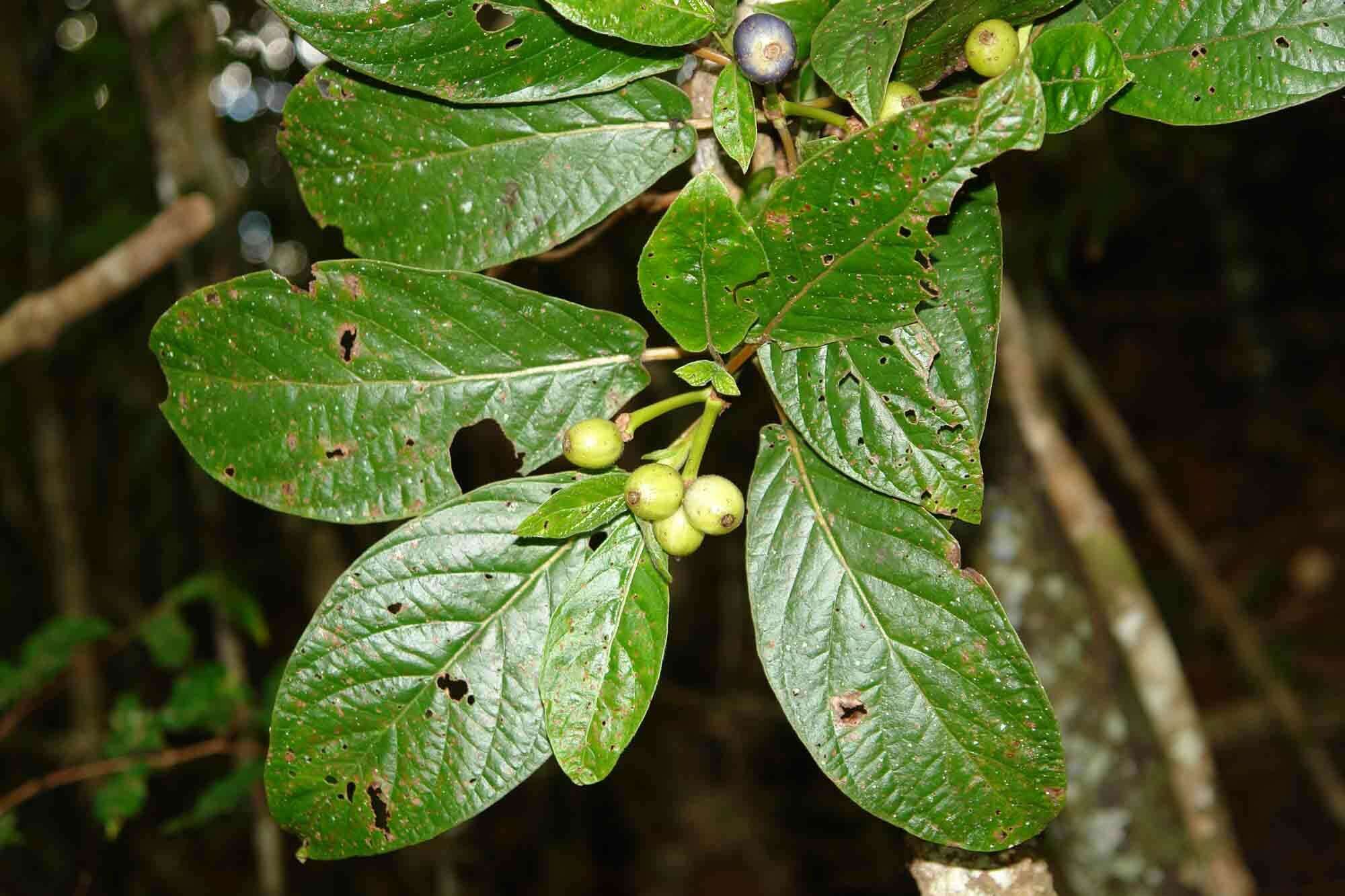 Plancia ëd Psychotria pancheri (Baill.) Schltr.