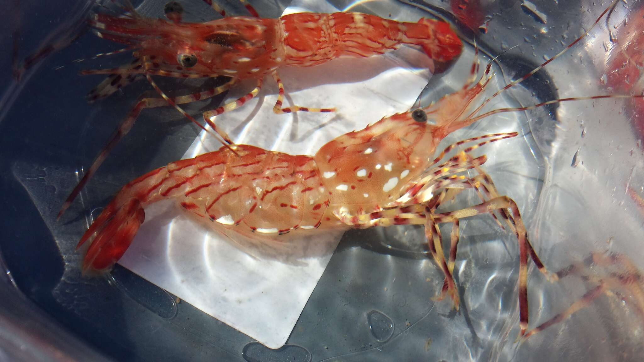 Image of dock shrimp