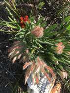 Image de Protea denticulata Rourke