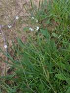 Слика од Gypsophila fastigiata L.