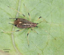 Image of Aphid