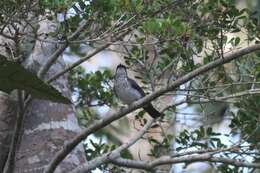 Image of African Forest Flycatcher