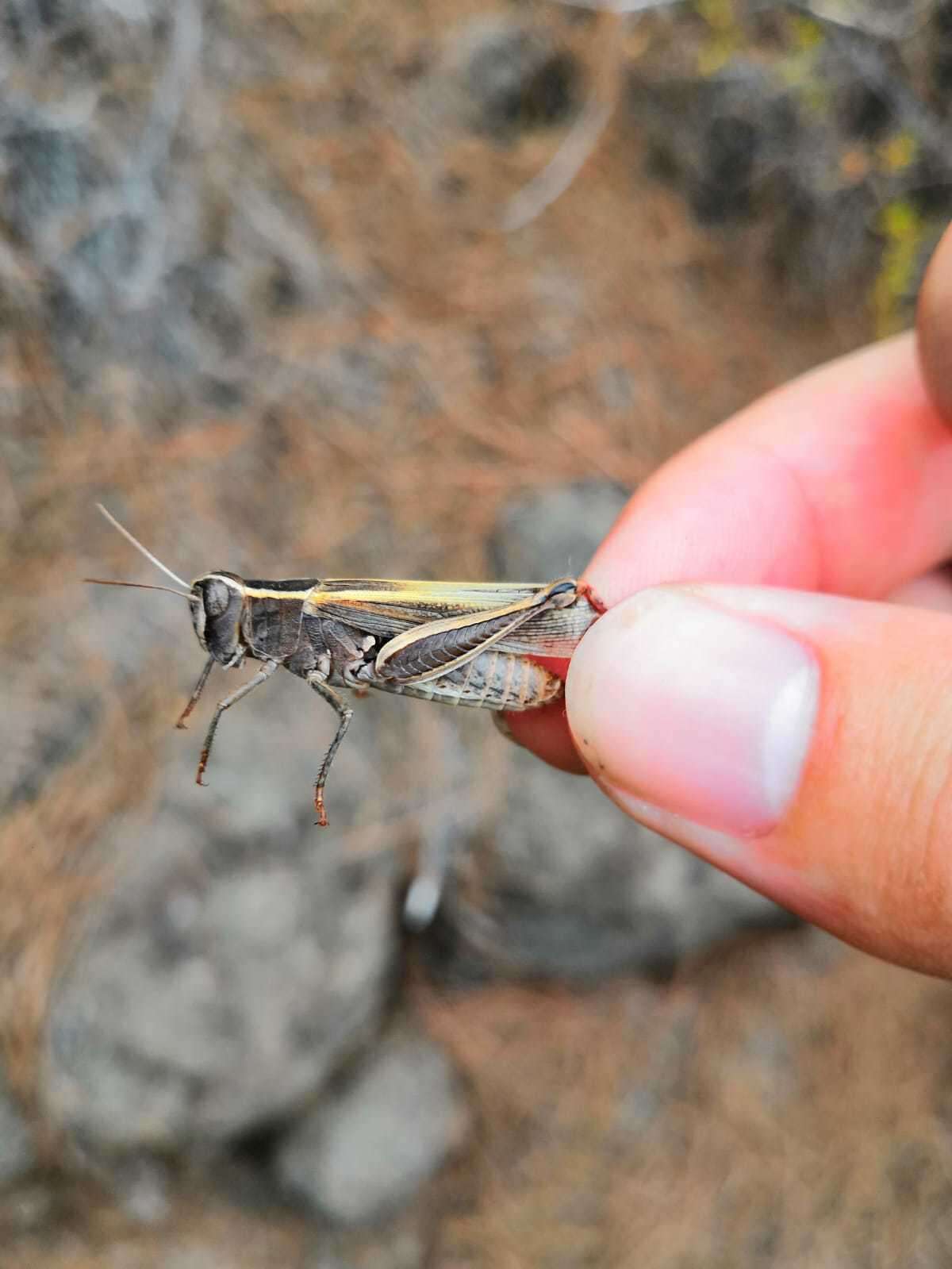 Image of Canarian Pincer Grasshopper