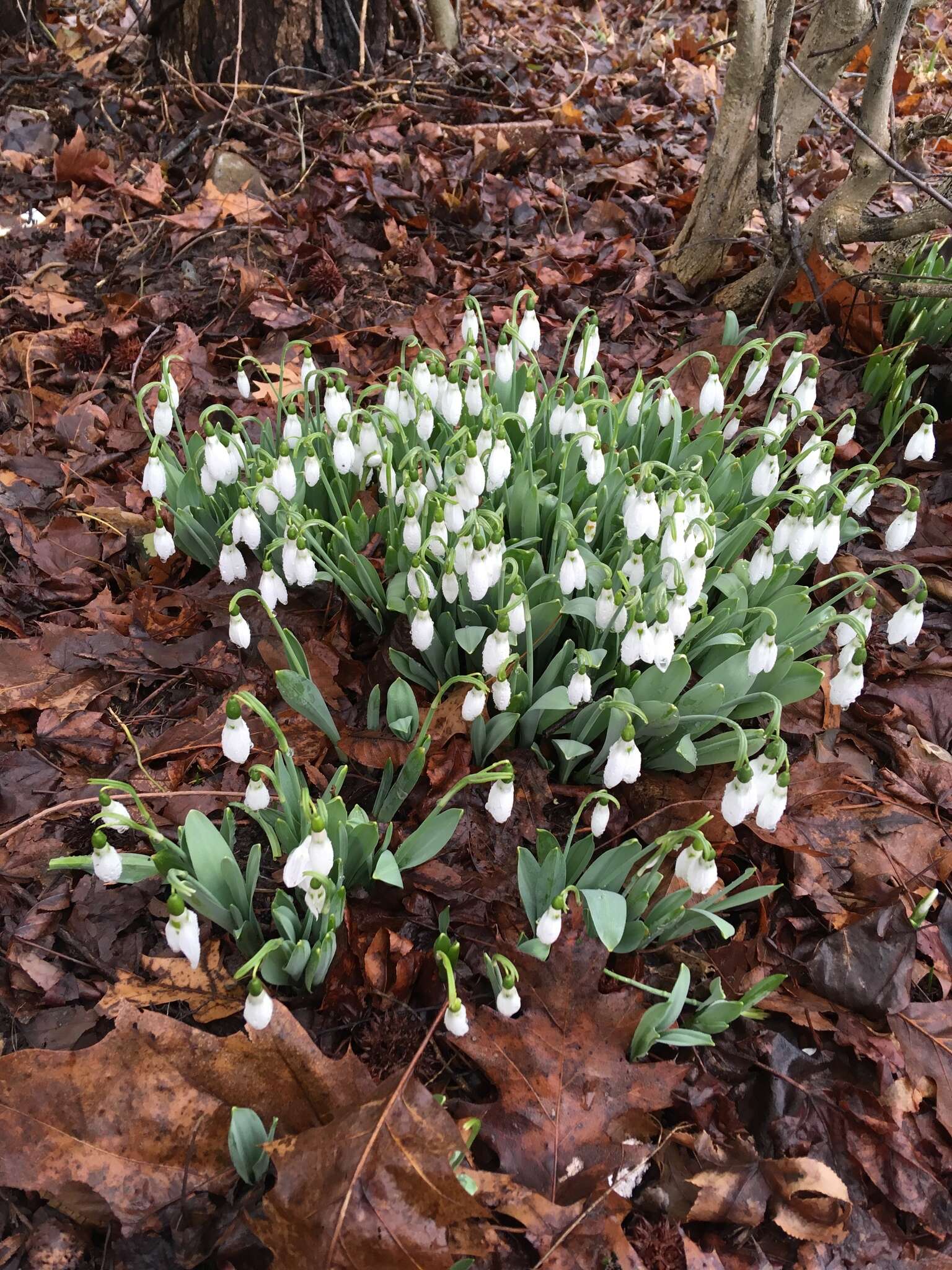 Image of giant snowdrop