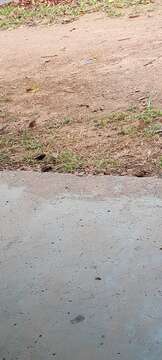 Image of Dusky Indigobird