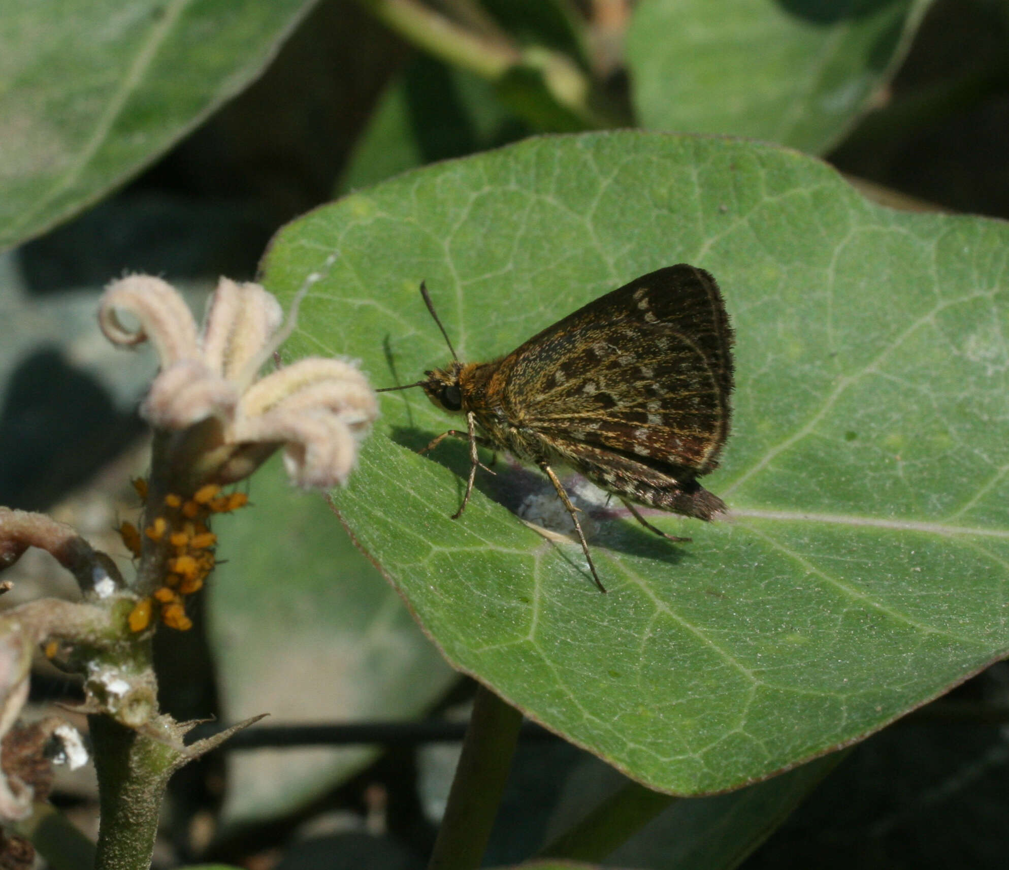 Aeromachus inachus Ménétriés 1859 resmi