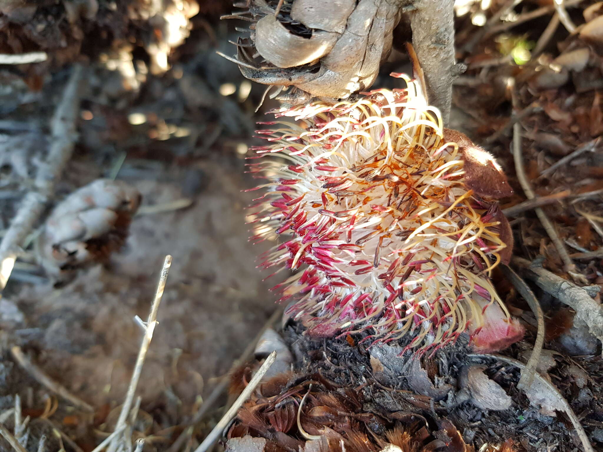 Image of Patent-leaf protea