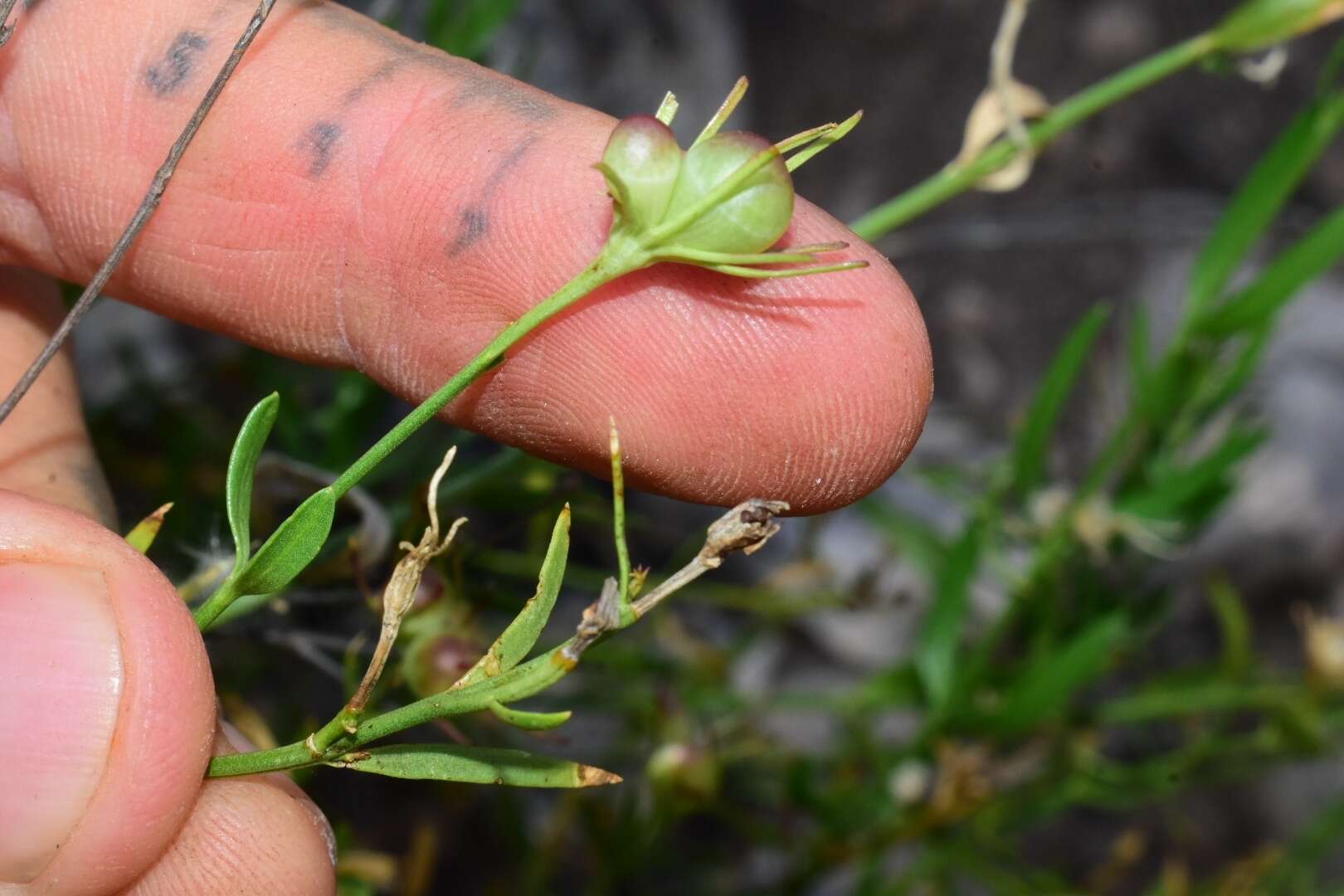 Image of showy menodora