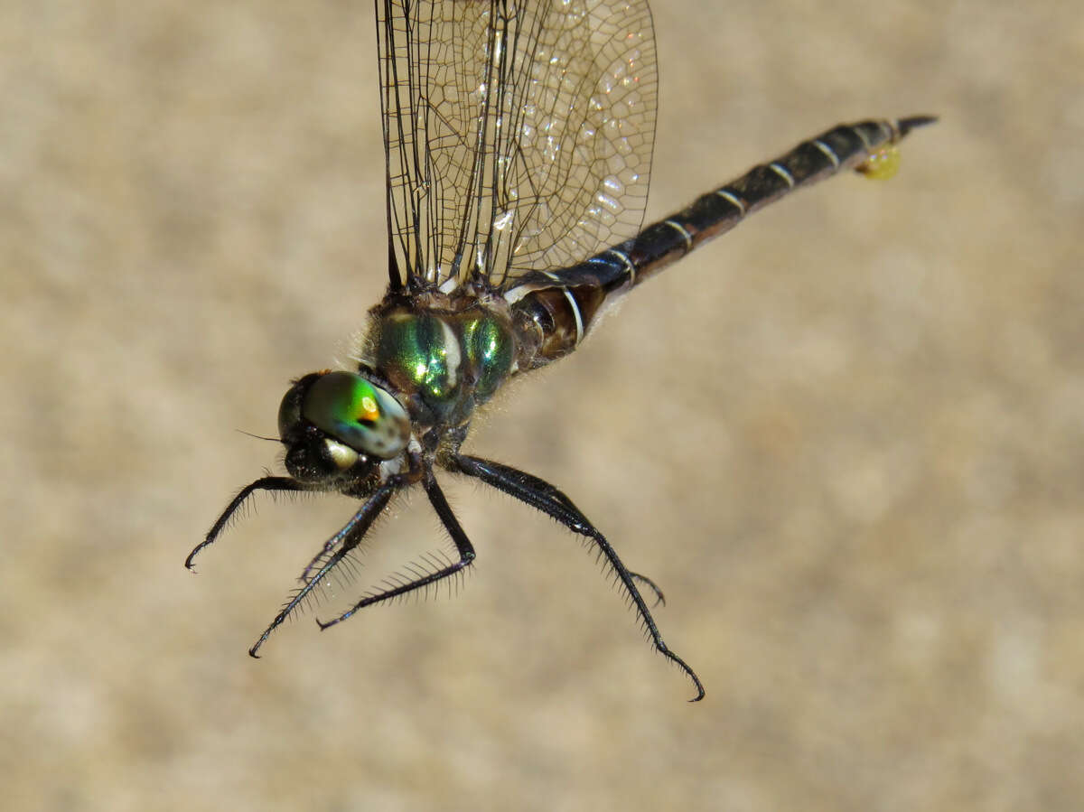 Image of Ringed Emerald