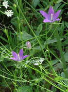 Image of Campanula retrorsa Labill.