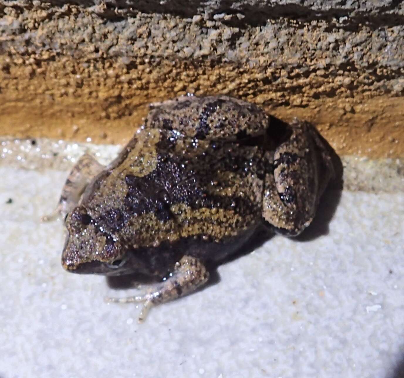 Image of Butler's Rice Frog