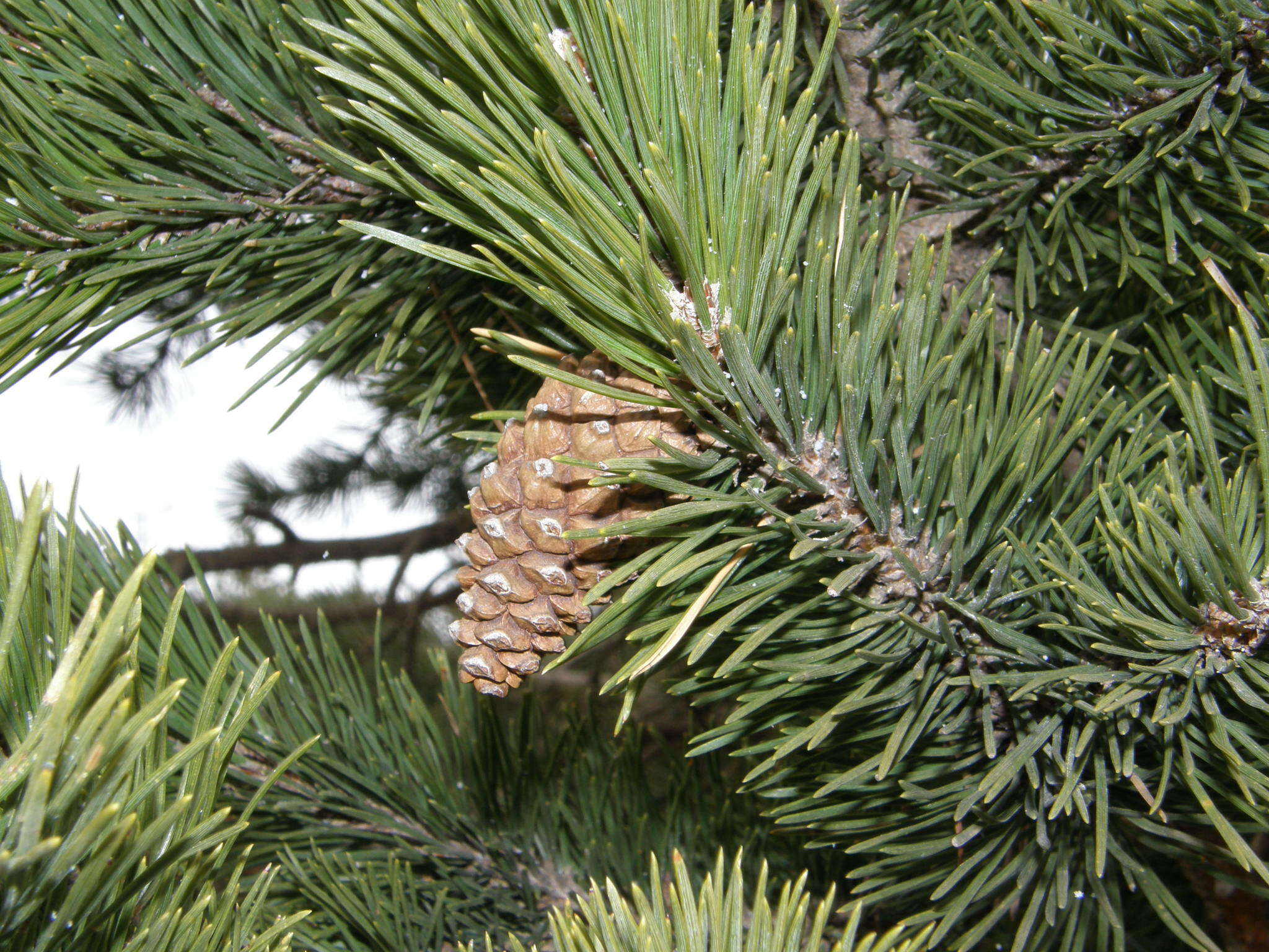 صورة Pinus uncinata Ramond ex DC.