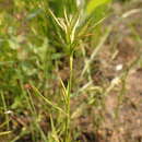 Image of three-way sedge