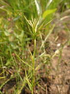 Image of three-way sedge