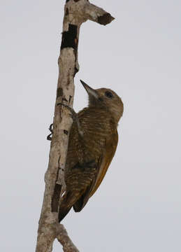 Image of Dryobates passerinus