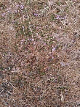 Image of moss phlox