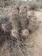 Image of Engelmann's hedgehog cactus