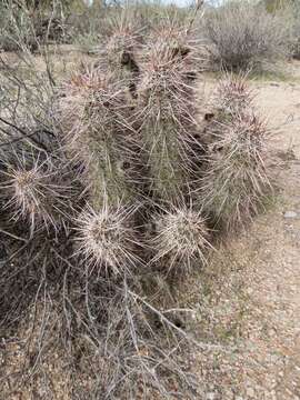 Image of Engelmann's hedgehog cactus