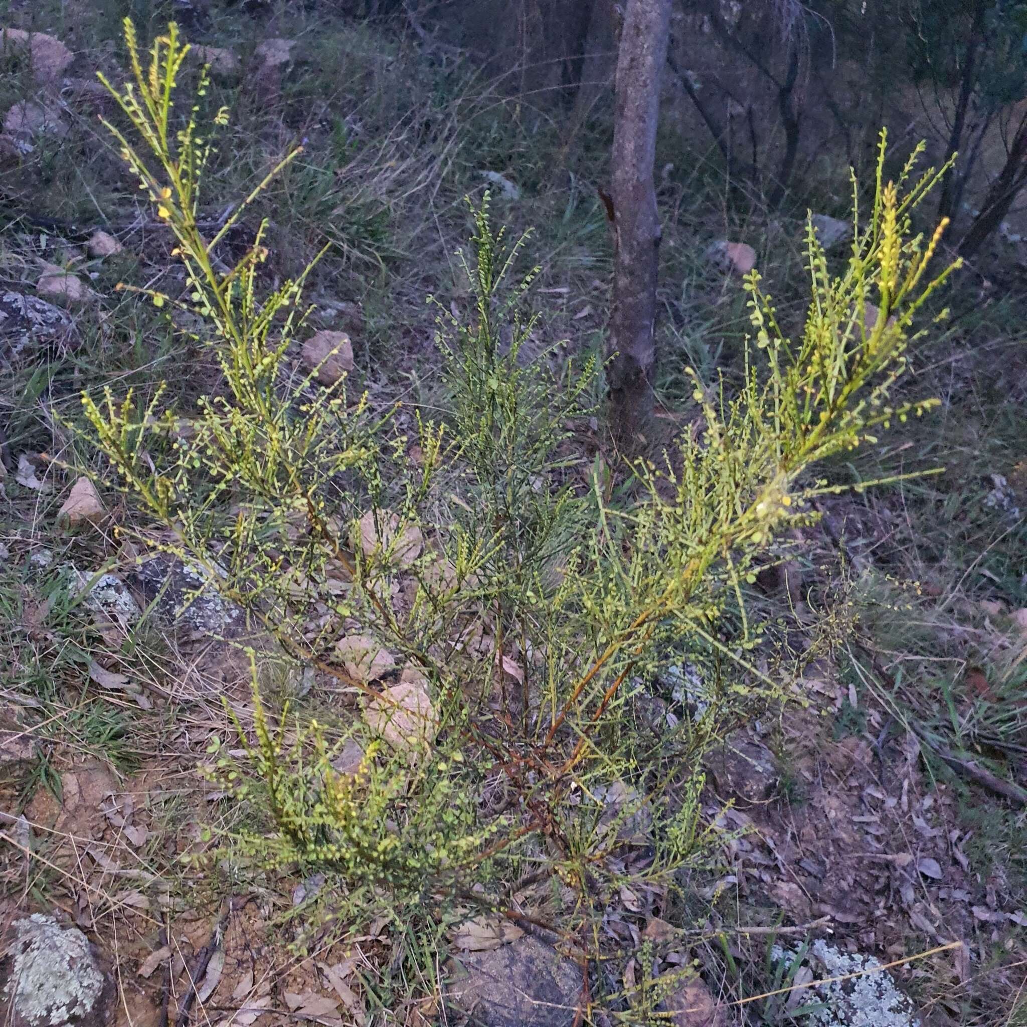 Image of Indigofera adesmiifolia A. Gray