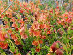 Image of Hermannia pinnata L.