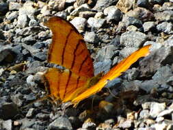 Image of Ruddy Daggerwing