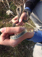 Image of Western whip snake