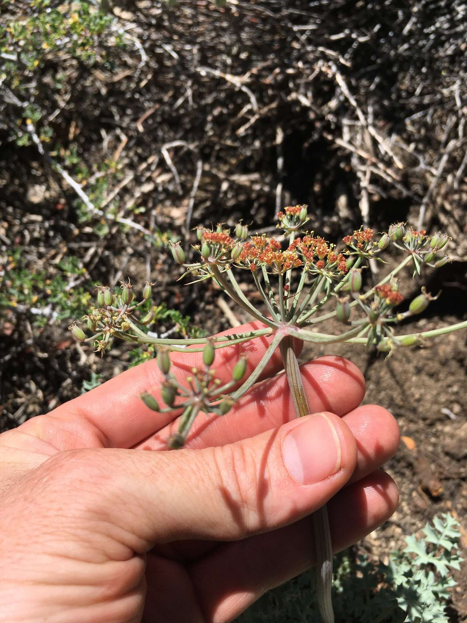 Imagem de Lomatium rigidum (M. E. Jones) Jepson