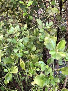 صورة Baccharis glomeruliflora Pers.