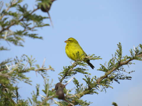 Image of Brimstone Canary