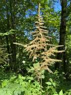 Image of Appalachian False Goat's-Beard