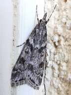 Image of Narrow-winged Grey
